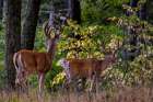 Pair of whitetail deer bucks in woods of Whitefish, Montana, USA Art Print